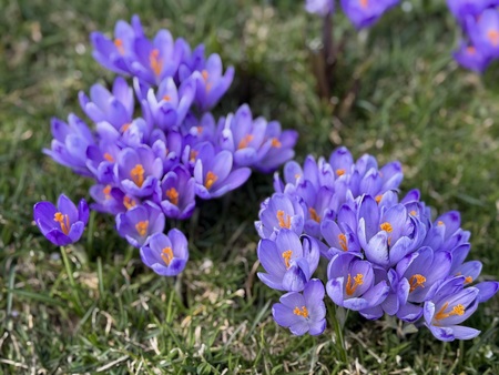 Žafrani na Veliki planini že vabijo obiskovalce  (4)